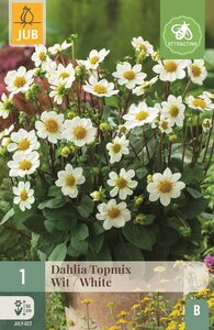 Dahlia topmix wit - afbeelding 1
