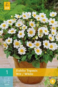 Dahlia topmix wit - afbeelding 2