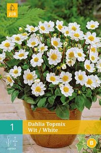 Dahlia topmix wit - afbeelding 1