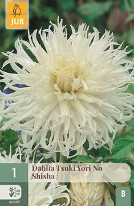 Dahlia Tsuki yori no shisha