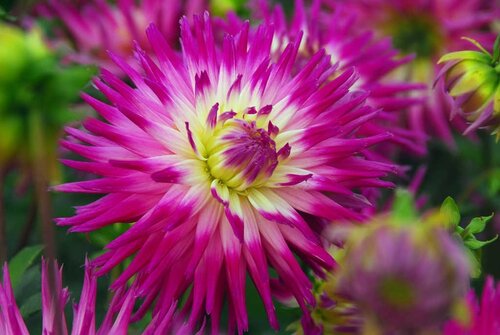 Dahlia veritable - afbeelding 2