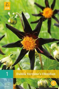 Dahlia Verrones obsidian