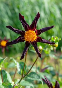 Dahlia verrones obsidian - afbeelding 2