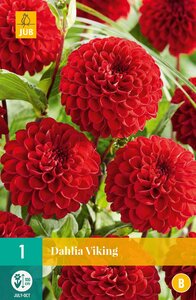 Dahlia Viking - afbeelding 2