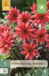 Dahlia Waltzing Mathilda