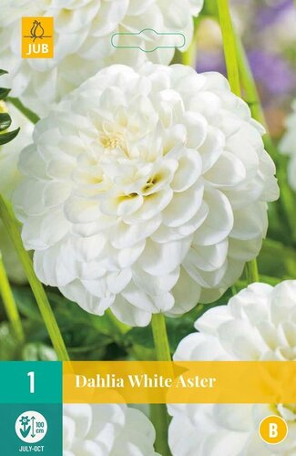 Dahlia white aster - afbeelding 1