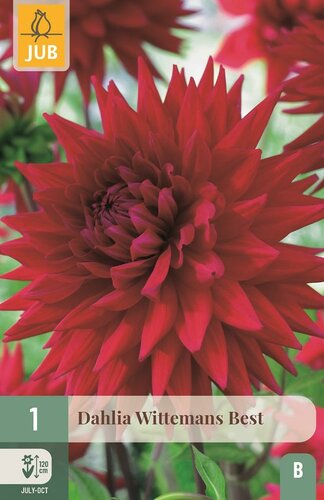 Dahlia Witteman's best - afbeelding 1