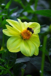 Dahlia yellow sneezy - afbeelding 2