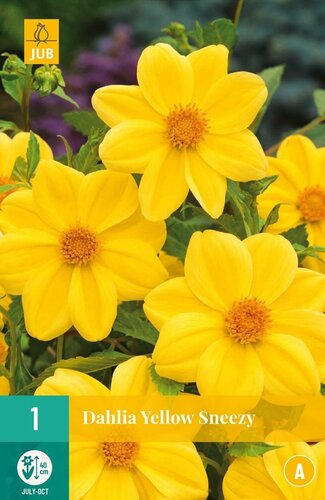 Dahlia yellow sneezy - afbeelding 1