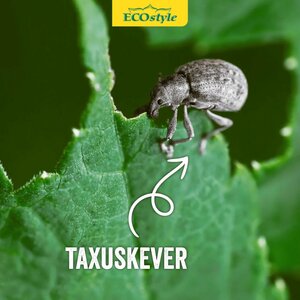 Ecostyle aaltjes tegen larven taxus-kever H 10 m² - afbeelding 3