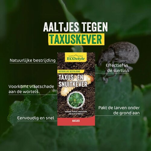 Ecostyle aaltjes tegen larven taxus-kever H 10 m² - afbeelding 2