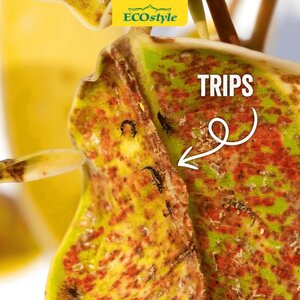 Ecostyle Aaltjes tegen larven trips 10 m² - afbeelding 3