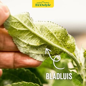 Ecostyle gaasvlieg tegen bladluis 100 m² - afbeelding 3