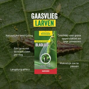 Ecostyle gaasvlieg tegen bladluis 50 m² - afbeelding 2
