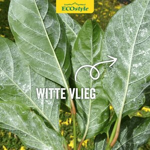 Ecostyle Sluipwesp tegen larven witte vlieg 10 m² - afbeelding 3