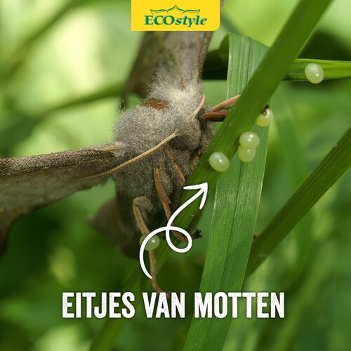 Ecostyle sluipwespen tegen eitjes van motten - afbeelding 3
