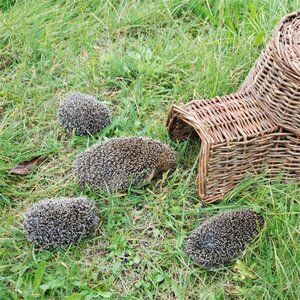 Egel huis - afbeelding 2