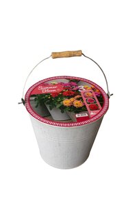 Emmer dahlia summer bloom