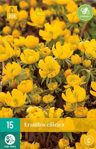 Eranthis cilicica 15 knollen - afbeelding 1