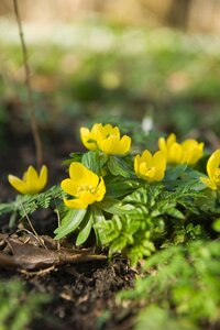 Eranthis cilicica 15 knollen - afbeelding 3