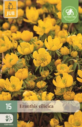 Eranthis cilicica 15 knollen - afbeelding 1