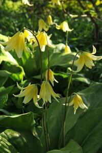 Erythronium pagoda 3 bollen - afbeelding 3