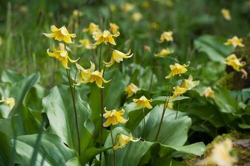 Erythronium pagoda 3 bollen - afbeelding 2