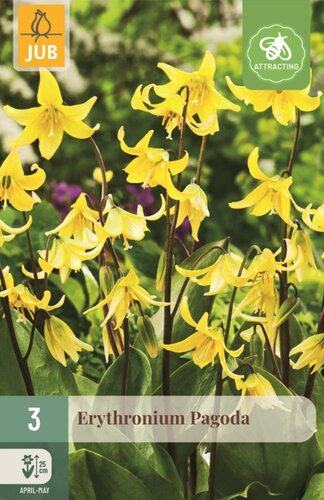 Erythronium pagoda 3 bollen - afbeelding 1