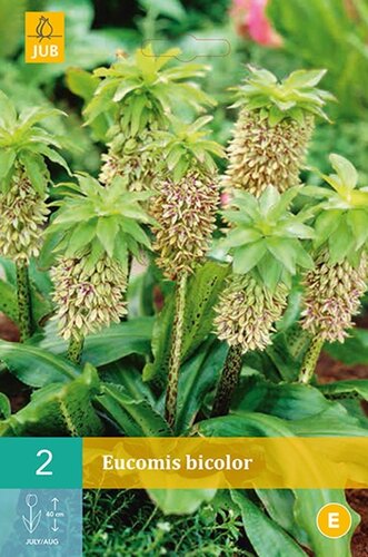 Eucomis bicolor - afbeelding 1