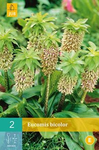 Eucomis bicolor - afbeelding 2