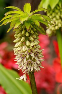 Eucomis bicolor - afbeelding 2