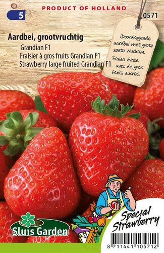 Fragaria Aardbei zaden Grandian F1