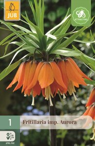 Fritillaria imperialis aurora 1 bol
