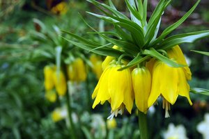 Fritillaria imperialis lutea 1 bol - afbeelding 2