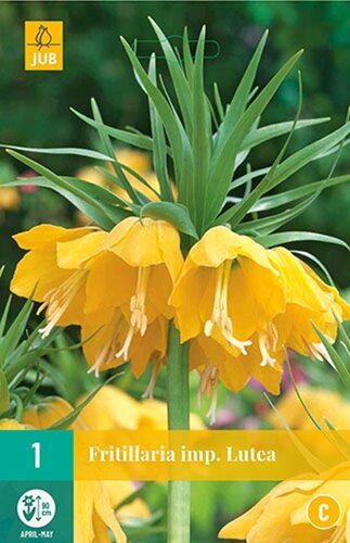 Fritillaria imperialis lutea 1 bol - afbeelding 1