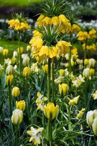 Fritillaria imperialis lutea 1 bol - afbeelding 3