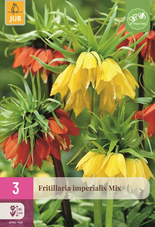 Fritillaria imperialis mix 3 bollen - afbeelding 1