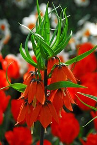 Fritillaria imperialis rubra 1 bol - afbeelding 2