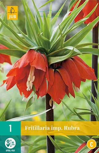 Fritillaria imperialis rubra 1 bol - afbeelding 1