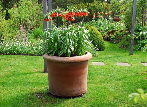 Fritillaria imperialis rubra 1 bol - afbeelding 3