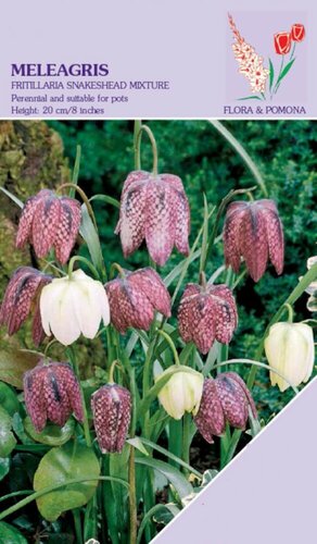 Fritillaria Meleagris 15 bollen - afbeelding 1