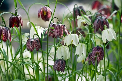 Fritillaria meleagris mix 15 bollen - afbeelding 2