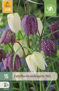 Fritillaria meleagris mix 15 bollen - afbeelding 1