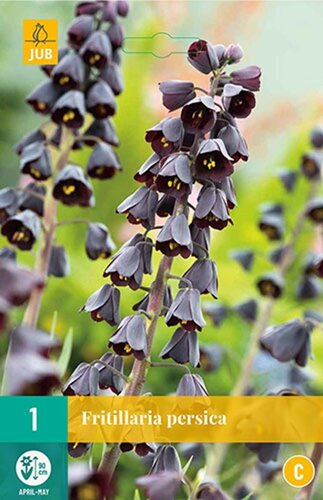 Fritillaria persica 1 bol - afbeelding 1