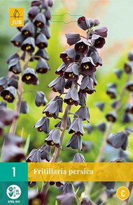 Fritillaria persica 1 bol - afbeelding 1