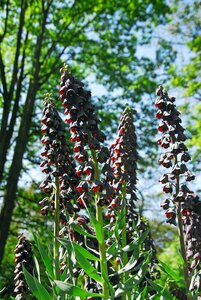 Fritillaria persica 1 bol - afbeelding 3