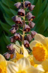 Fritillaria persica 1 bol - afbeelding 2