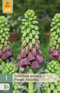 Fritillaria persica purple favorite 1 bol - afbeelding 1