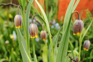 Fritillaria uva-vulpis 15 bollen - afbeelding 2