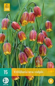 Fritillaria uva-vulpis 15 bollen - afbeelding 2